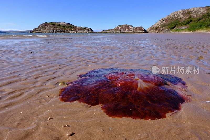 搁浅的水母在海滩上，格鲁纳德湾