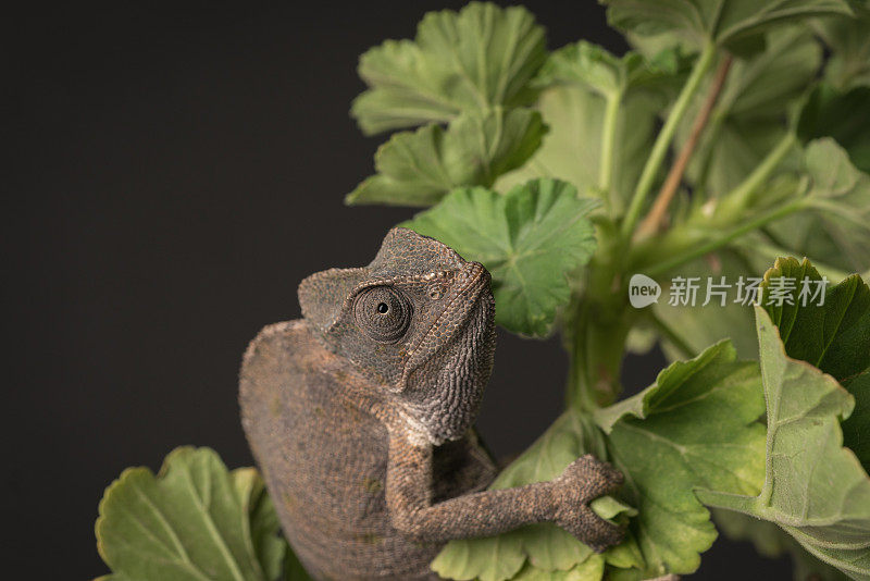 在黑色背景上的树枝上的变色龙。