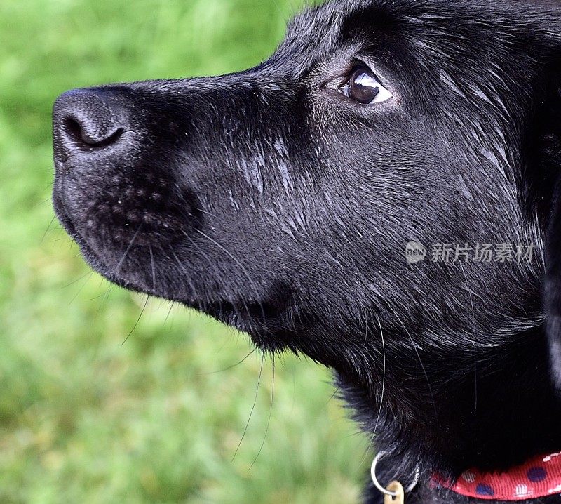 拉布拉多寻回犬小狗