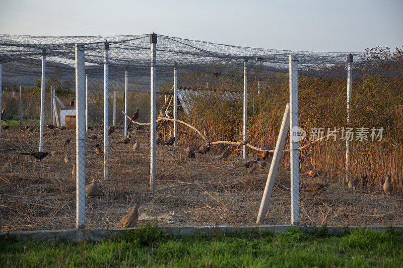 野鸡