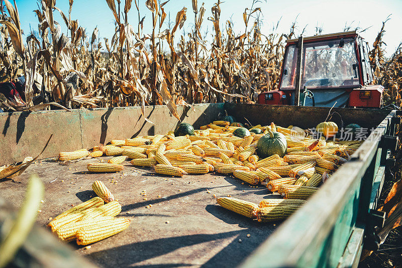 玉米收获期间，农民在地里干活