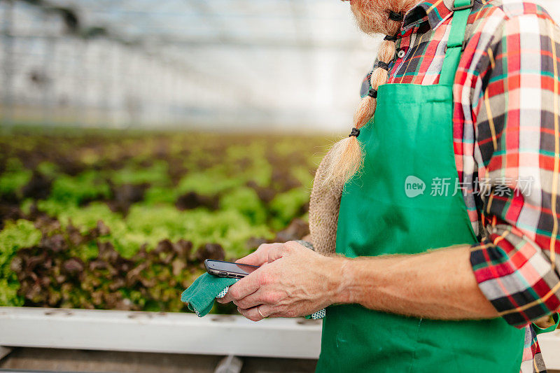 男农民在生菜温室工作。男人在用他的智能手机。