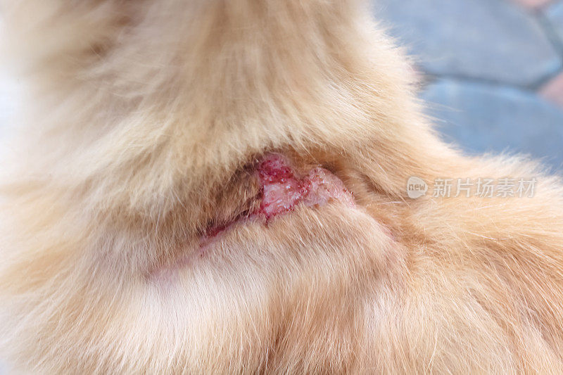 棕色毛茸茸的博美犬的伤口