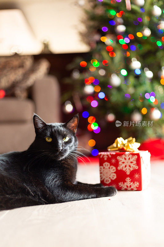 美丽的黑猫享受阳光在木地板与包裹红色礼物圣诞装饰品和树在背景by