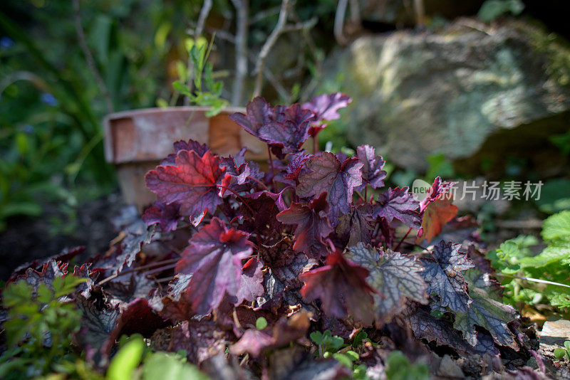 Heuchera‘黑莓果酱