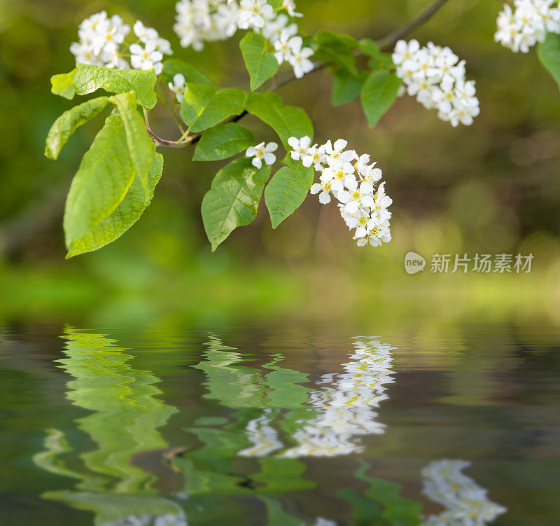 樱花枝与白花倒影在水面上