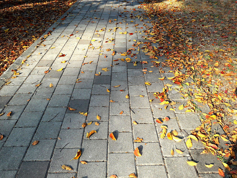 下午，阳光照耀着金色的树叶飘落在石头路上