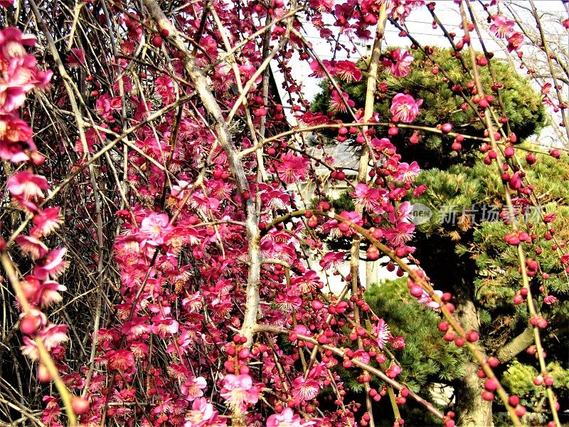 日本。2月。梅花的背景。