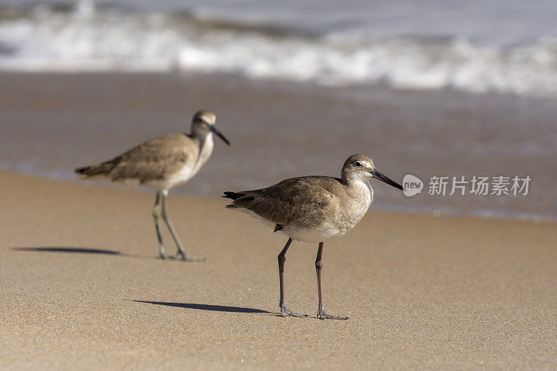 晨光中，两只金丝雀和它们的影子，走在被海浪冲刷的海滩上