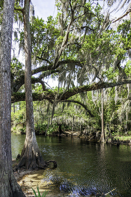 春天来到了佛罗里达州基西米的木瓦溪公园和保护区。瓦格尔溪被公认为佛罗里达州大沼泽地的源头，是观鸟者、鲈鱼渔民、皮划艇者和游客享受生态旅游机会的地方