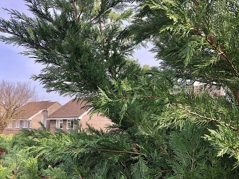 近景高杂草丛生的树篱在后花园，莱兰dii对冲(莱兰柏树)的树枝