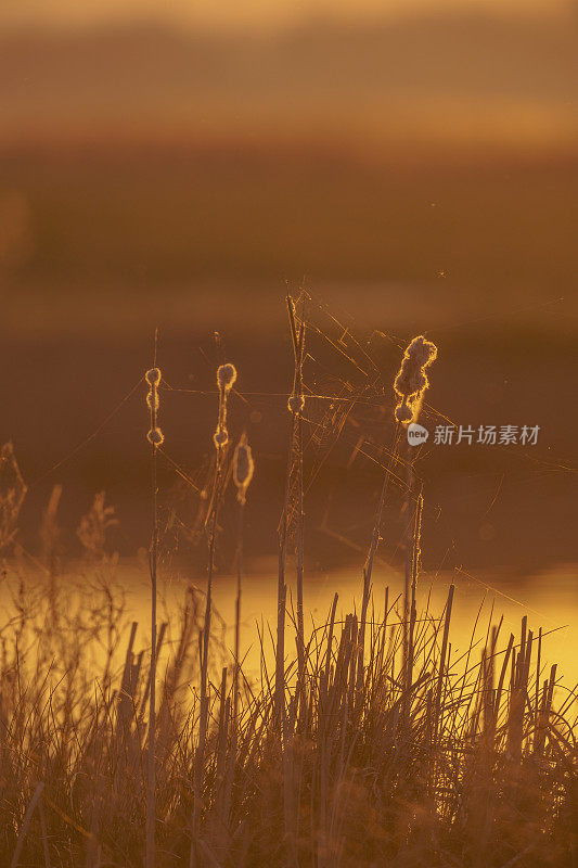 春天日落时，在湖边的芦苇和阔叶香蒲