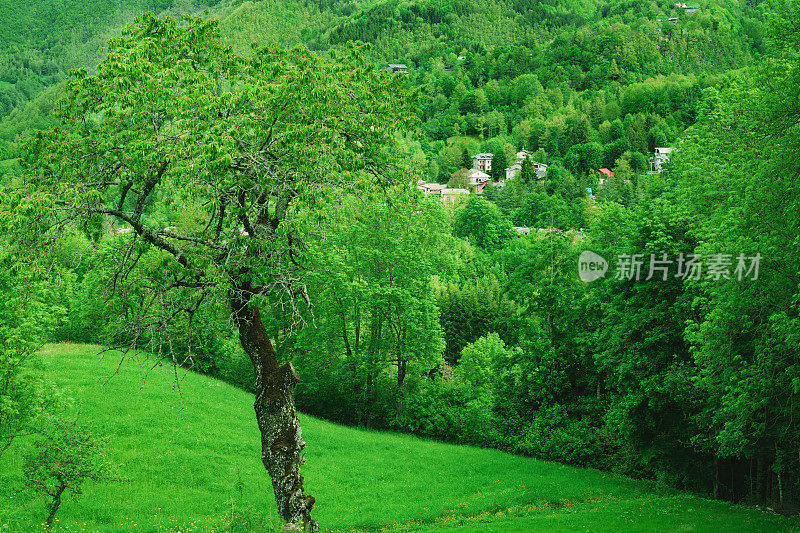 郁郁葱葱的绿色景观，以村庄为背景