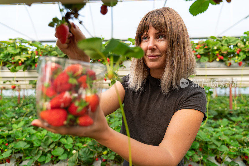 年轻的金发女子采摘有机草莓生长在温室