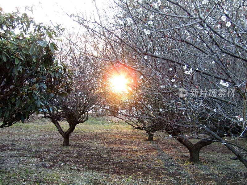 日本。2月。李子果园。升起的太阳。