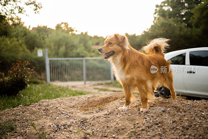 幸福美丽的金狗站在院子里，看着别处