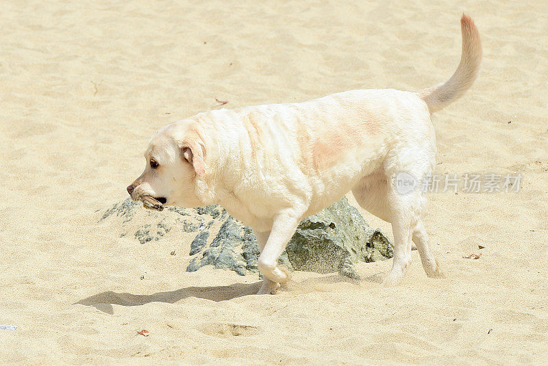 海滩上的拉布拉多寻回犬