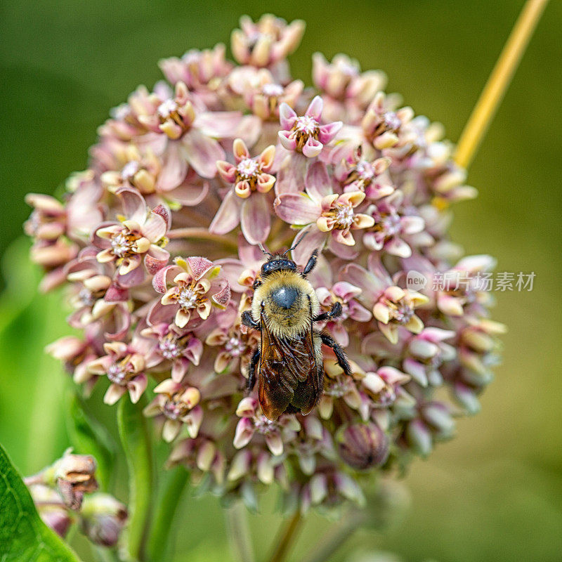 大黄蜂在马利筋植物上