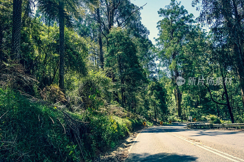 一条穿越澳大利亚热带雨林的道路。