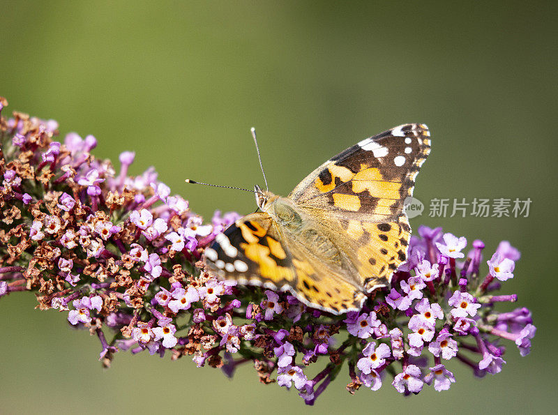 画中的蝴蝶正从一朵莲花中进食