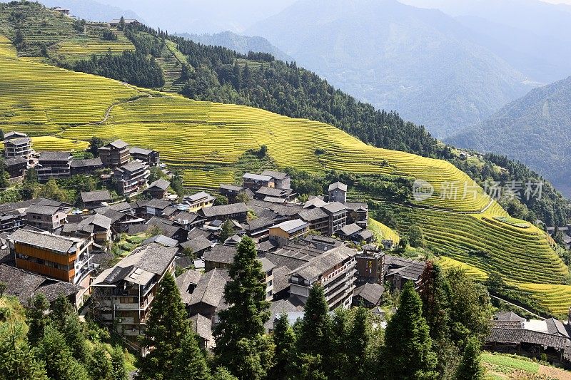 中国广西壮观的梯田(水稻梯田)