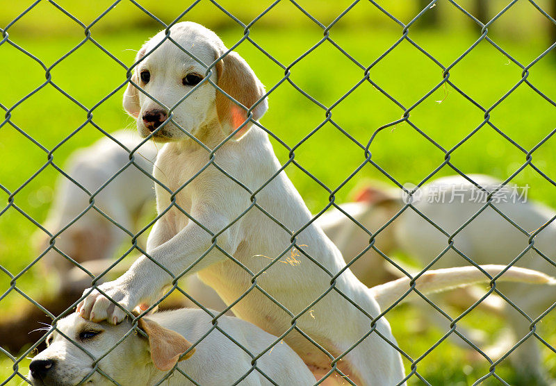 英国猎犬幼犬