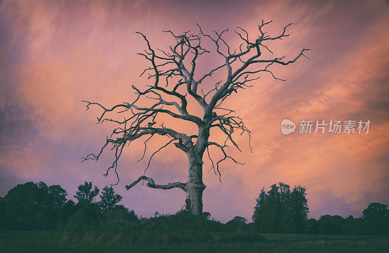 日落时壮观的死树