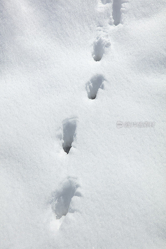 雪地上有人类的脚印