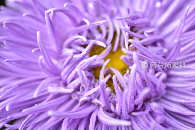 紫菀五彩花微距照片
