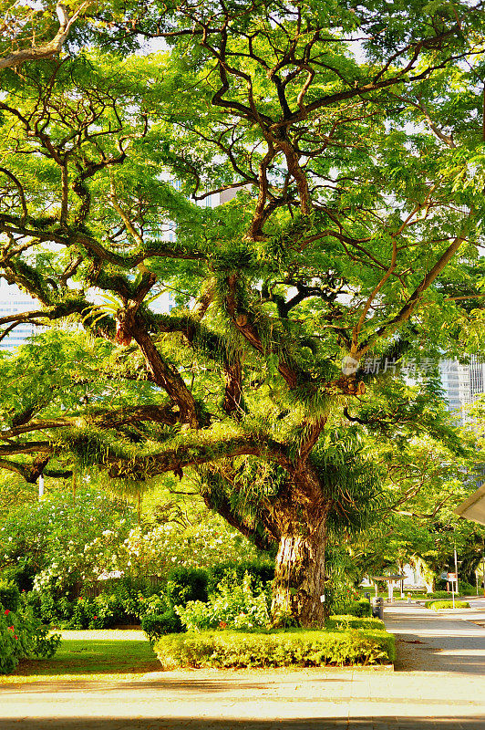 新加坡康诺道的传统雨树