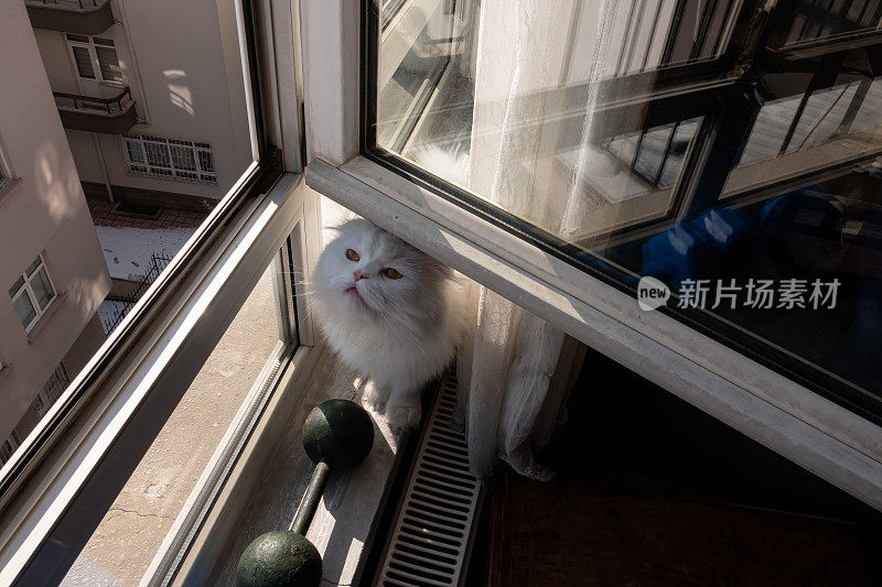 聪明的波斯猫和苏格兰折耳猫混合猫小猫从打开的窗户里安全呼吸