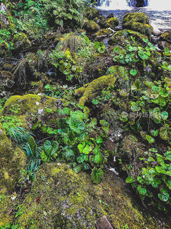 苔藓岩石长满苔藓作为背景或纹理的岩石