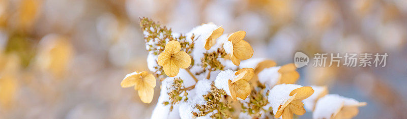 花下的雪