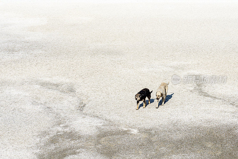 两只流浪狗走在萨尔达湖畔的白沙上