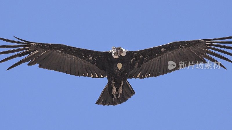 一只成年的安第斯秃鹰在智利中部翱翔，展示了从胸部突出的满是食物的庄稼
