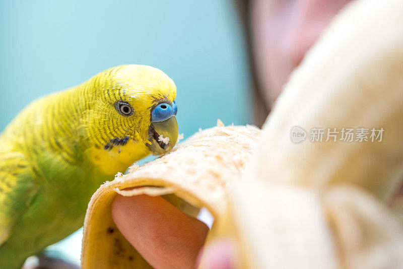 小鹦鹉从女孩手中吃香蕉