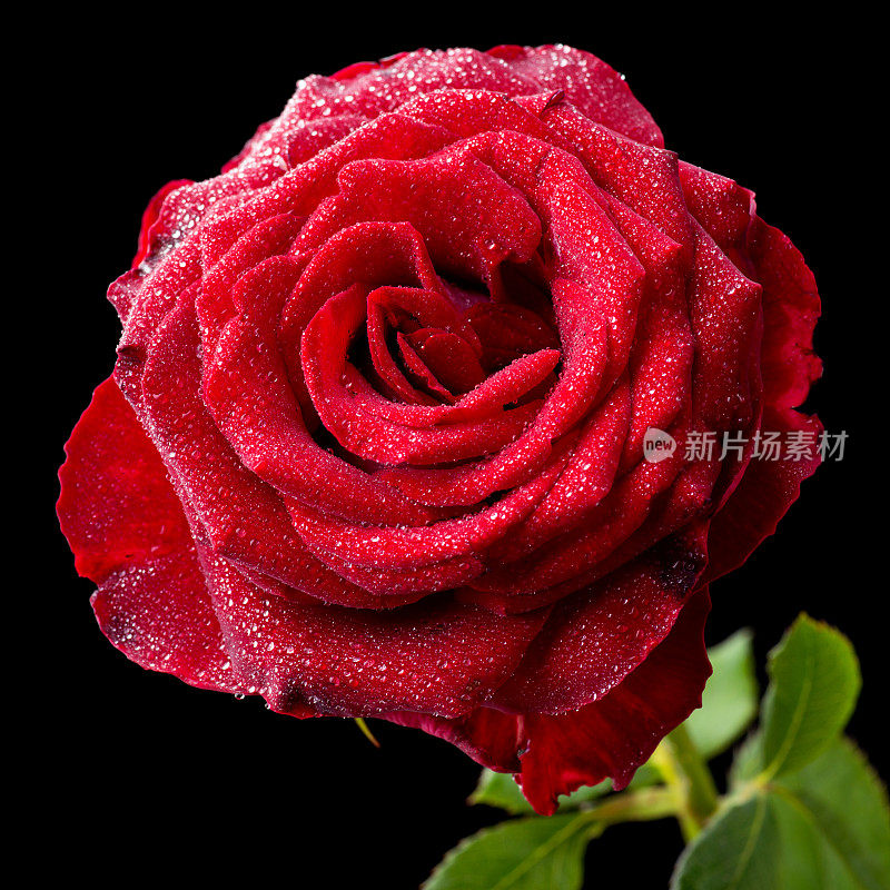 明亮的红色玫瑰在黑色背景下的方形镜头