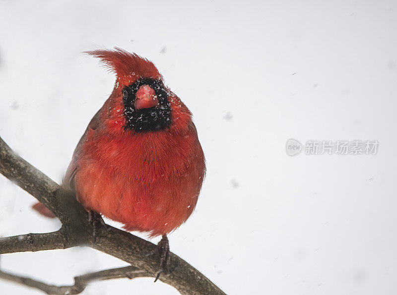 红衣主教在暴风雪