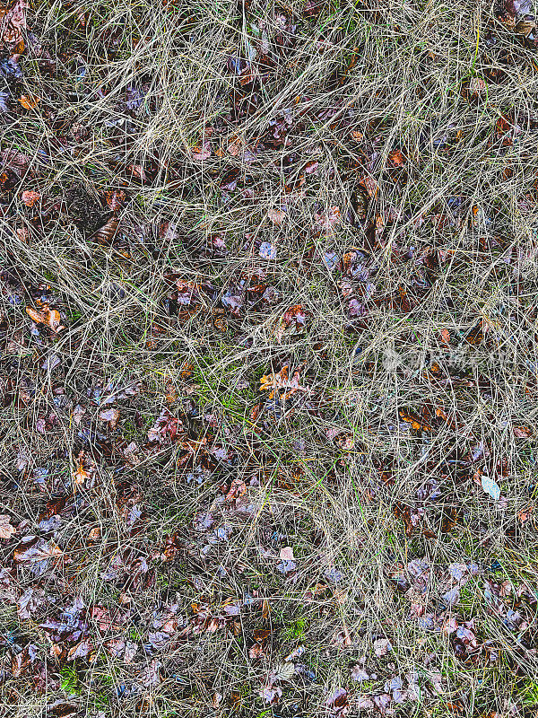 潮湿的土壤上有草和树叶。