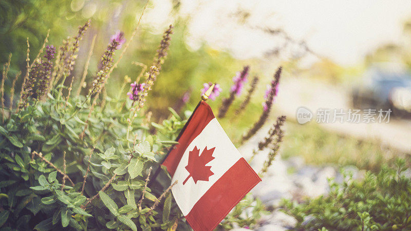 花坛上的加拿大国旗，与开花植物和温暖的金色阳光