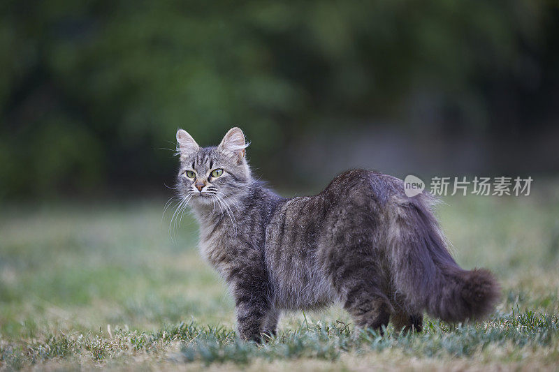 流浪猫坐在街上