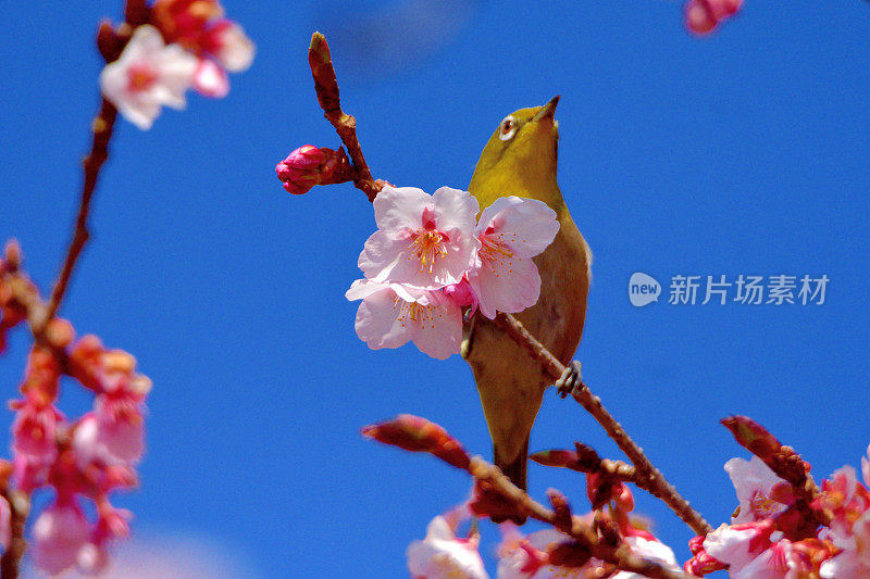 樱花和日本白眼