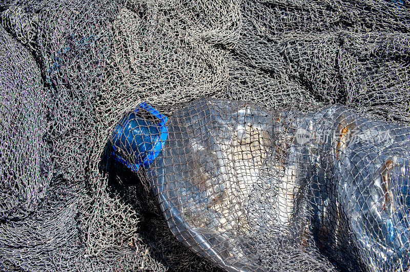 塑料宠物瓶被渔网捕获