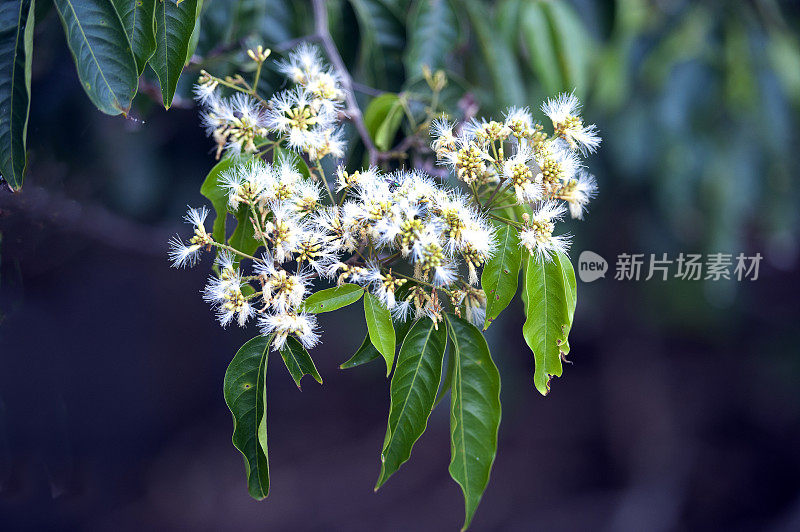 因加，哥斯达黎加的热带植物之一