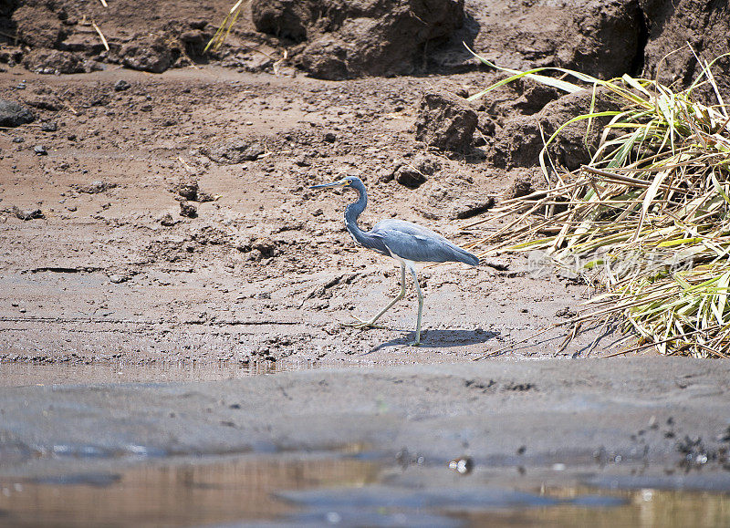 小蓝鹭漫步在哥斯达黎加尼科亚湾塔科勒斯河岸边