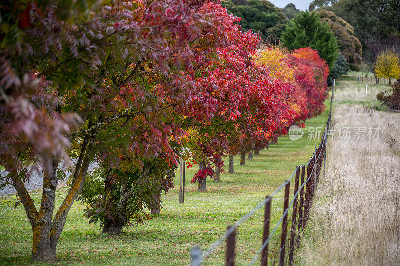 新南威尔士州新英格兰地区的秋叶。
