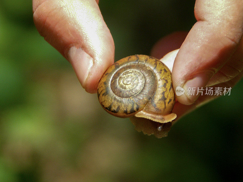 拿着一只蜗牛——一个对称的螺旋形的全球蜗牛