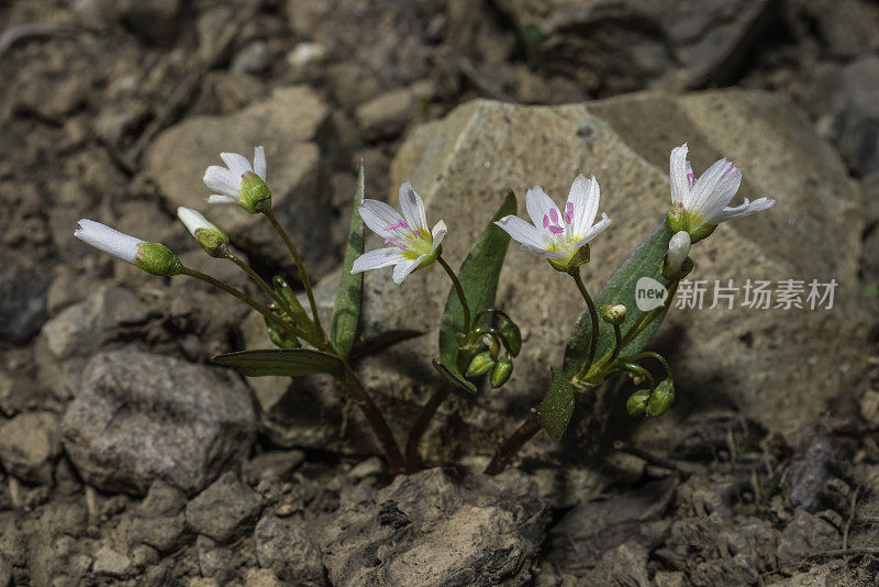 马齿苋是马齿苋科的一种野花，又称马齿苋春美花和西洋春美花。黄石国家公园，怀俄明州。