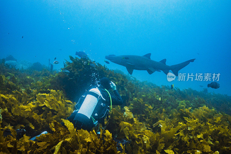 灰护士鲨游过一个潜水员在超海洋清澈的蓝色海水上面海藻