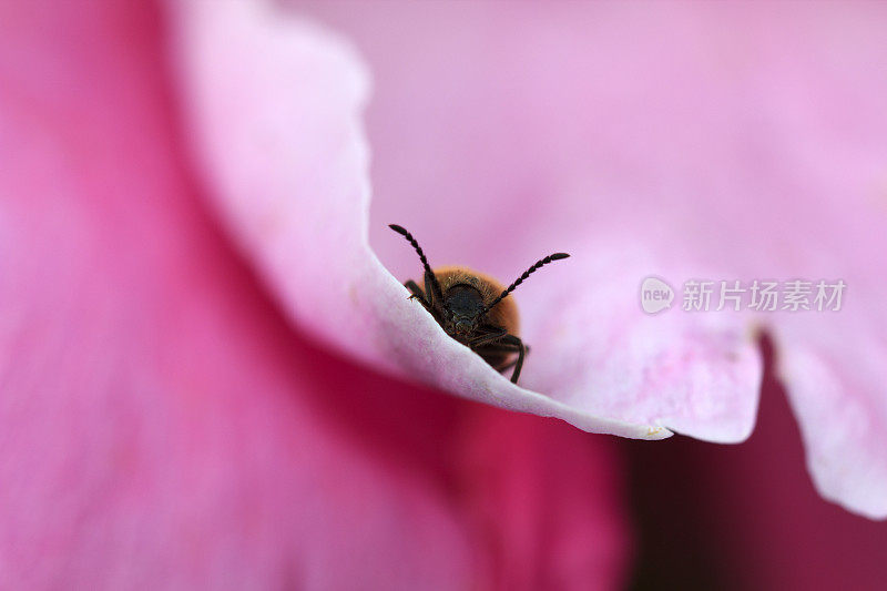 粉红色花瓣上的甲虫